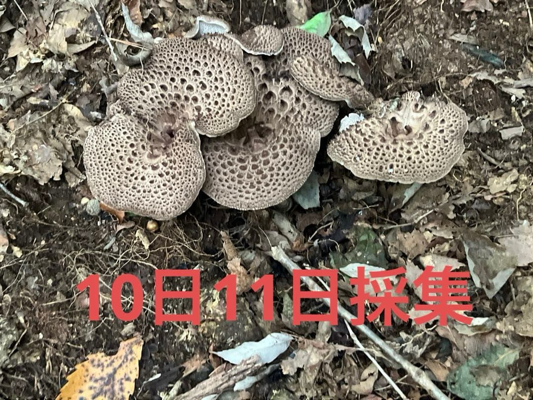 香茸　乾燥　200g以上 A等級 ②