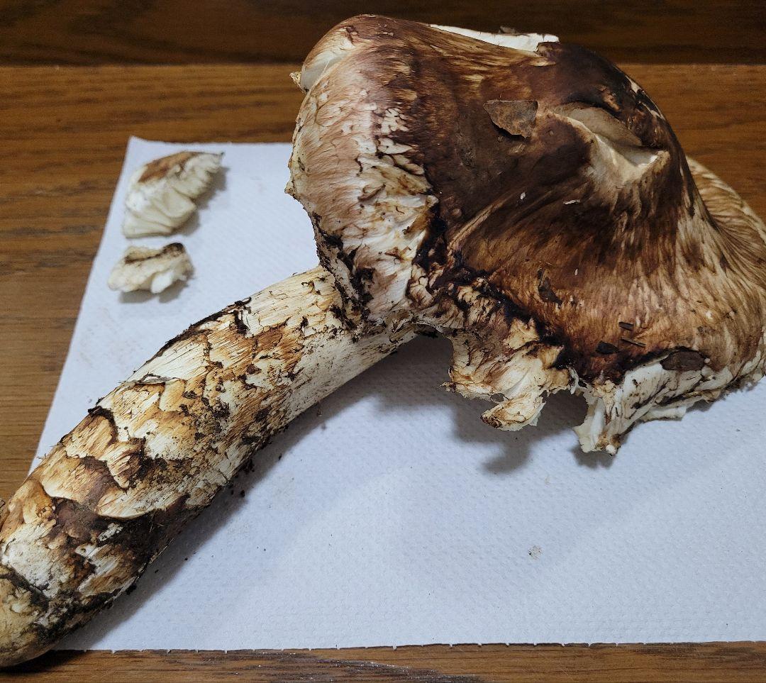 特大　極太　国産　岩手県産　松茸　550g