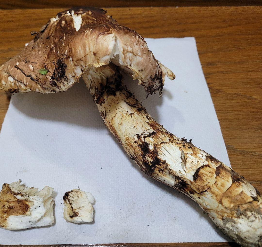 特大　極太　国産　岩手県産　松茸　550g