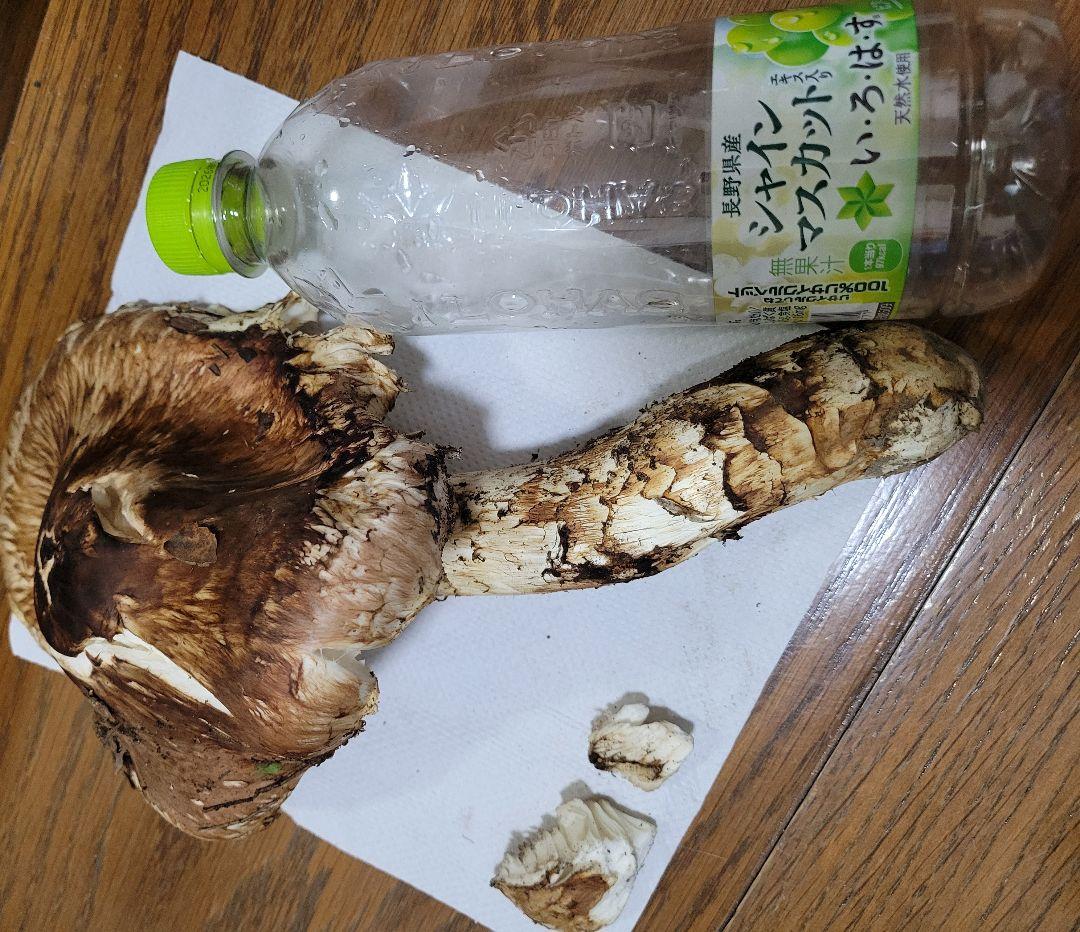 特大　極太　国産　岩手県産　松茸　550g