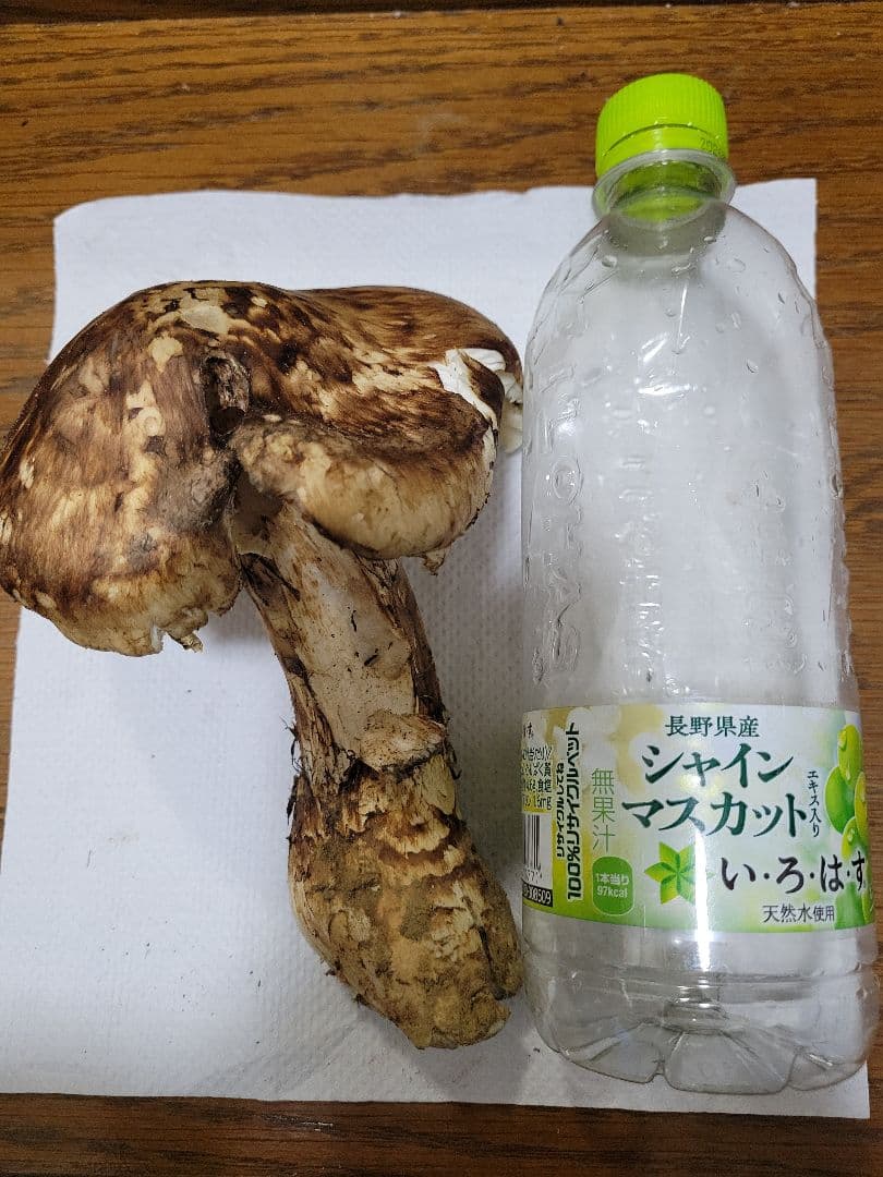 特大　極太　国産　岩手県産　松茸　550g