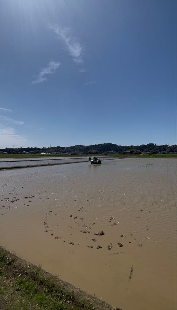 ☆早い者勝ち☆新米 コシヒカリ 令和7年産 千葉県いすみ市産　白米　クリーン精米