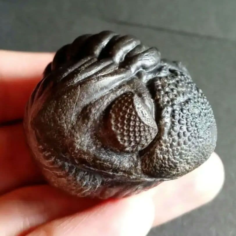 化石　骨格　標本　三葉虫　ファコプス　大型種