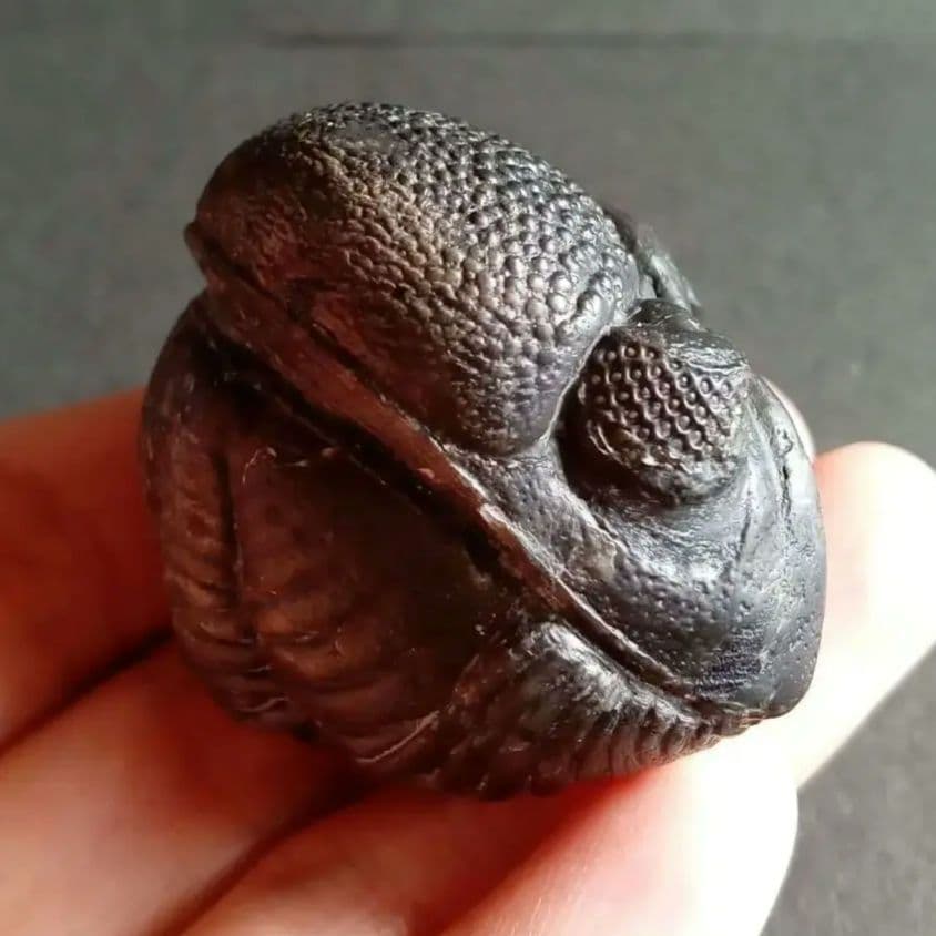 化石　骨格　標本　三葉虫　ファコプス　大型種