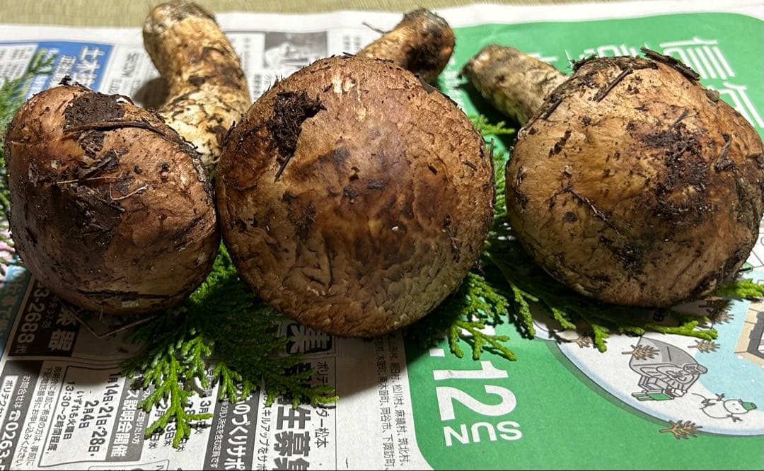 ☆信州産松茸☆今現在約335グラム☆まつたけ☆クール便送料着払い☆国産松茸☆①☆