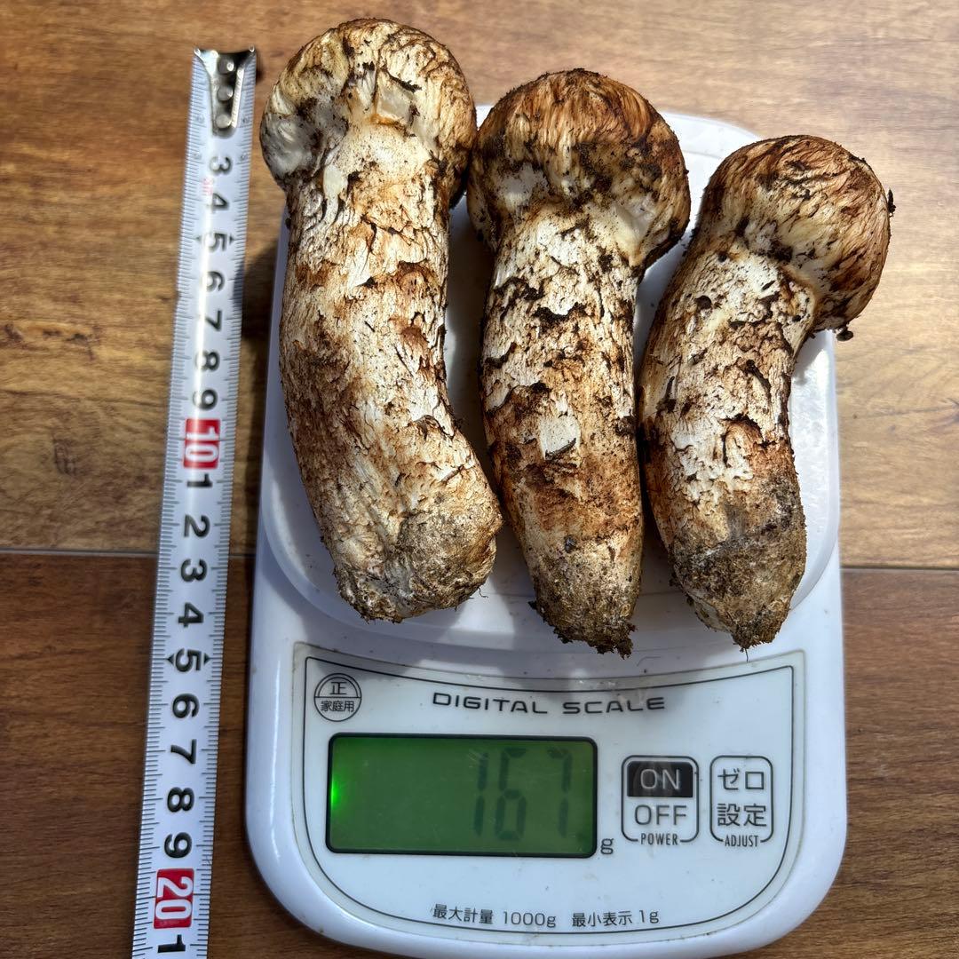 長野県南信州産‼️松茸 大小　3本セット 167g 10/28朝採れ