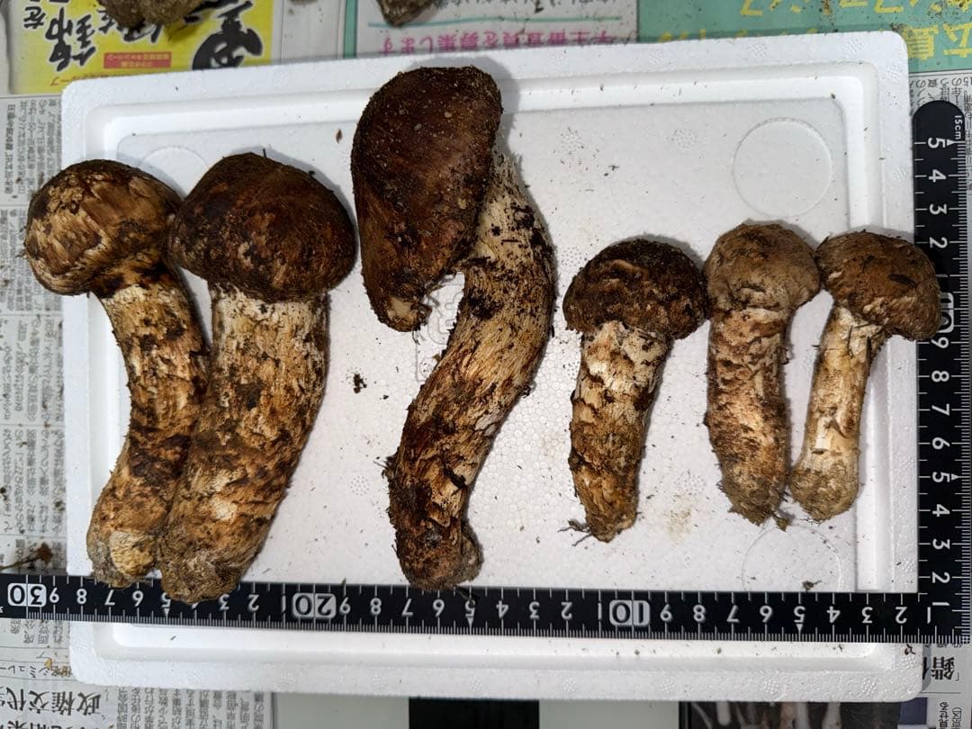 【10月16日午前10時まで】広島県産松茸　236グラム