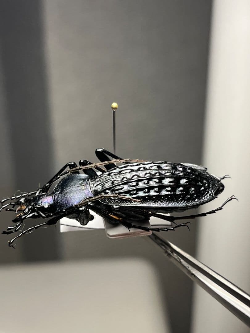 【43mm】アロウトゲオサムシ エリスカブリモドキ標本　オサムシ