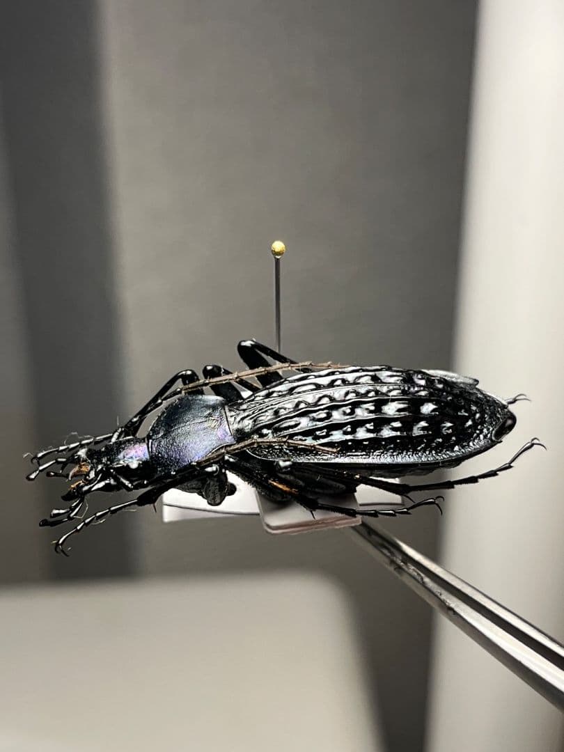 【43mm】アロウトゲオサムシ エリスカブリモドキ標本　オサムシ