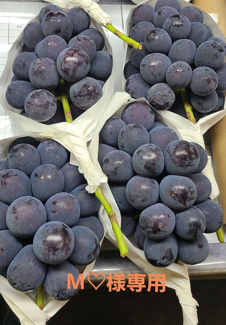 残りわずか【朝採り:農家直送】9月24日収穫分 岡山県産ピオーネ2kg家庭用2箱