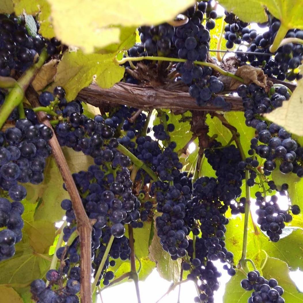 【たっぷり12kg】鳥海山麓の自家栽培 やまぶどう 果実酒にも