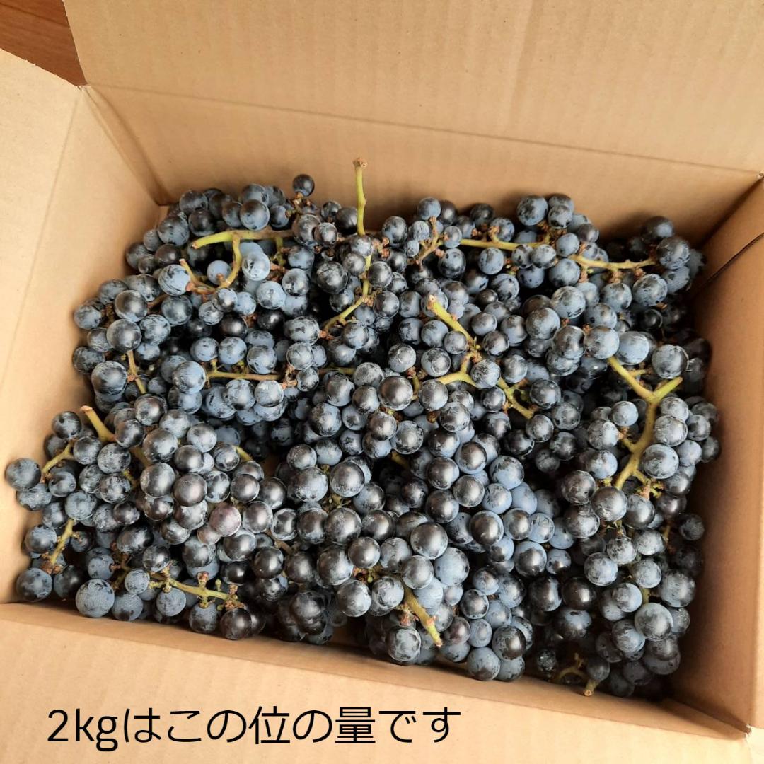 【たっぷり12kg】鳥海山麓の自家栽培 やまぶどう 果実酒にも
