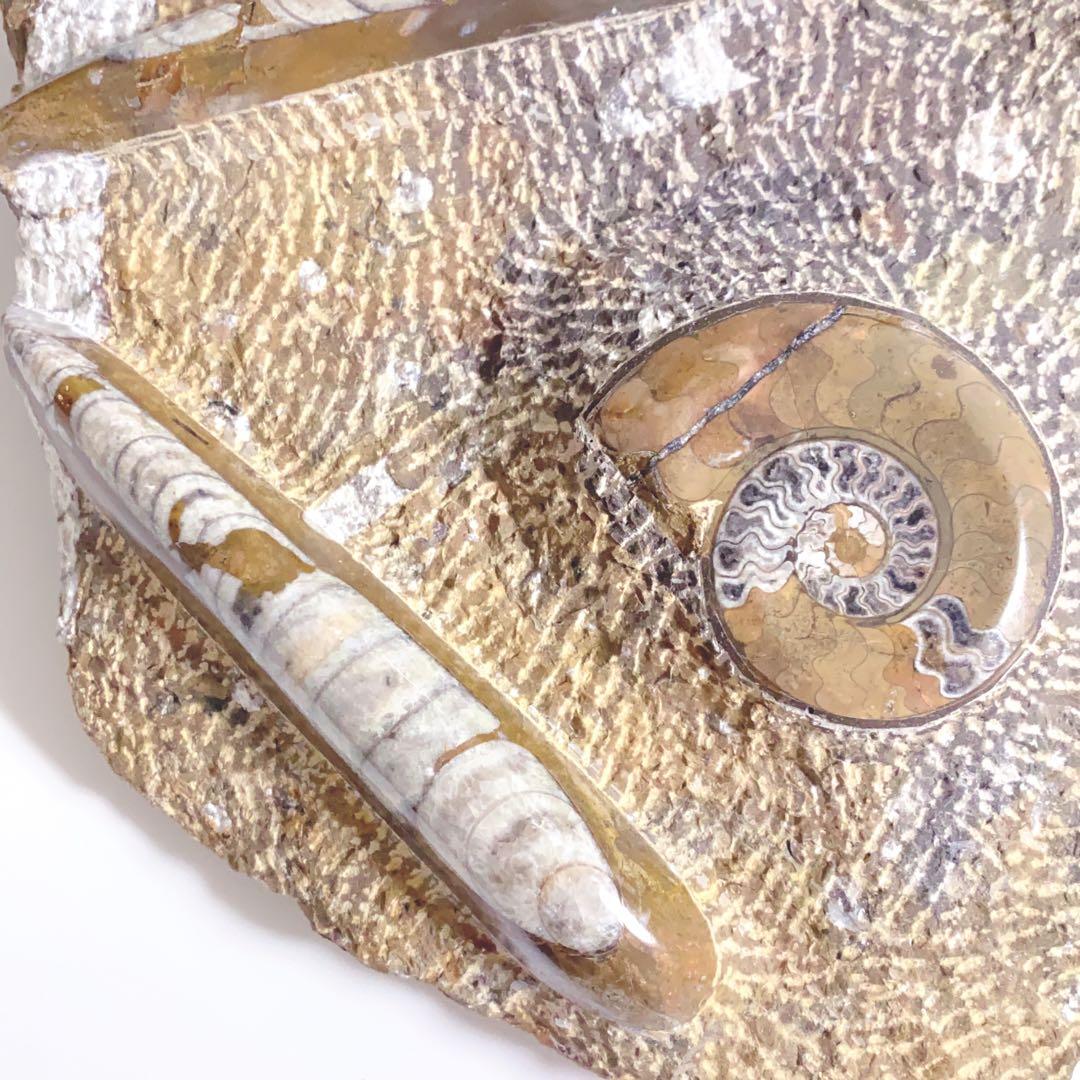 【希少‼︎】モロッコ産　アンモナイト　オルソセラス　3億7千年前　化石