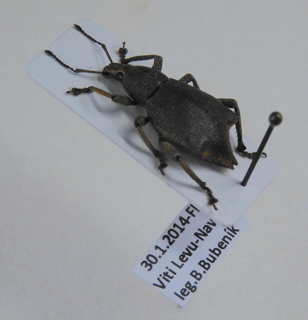 フィジー産　ゾウムシ　16mm