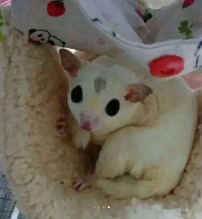 モモンガハウス(パンダスイカ柄)  夏仕様  涼しい夏生地を使用❗️1600円