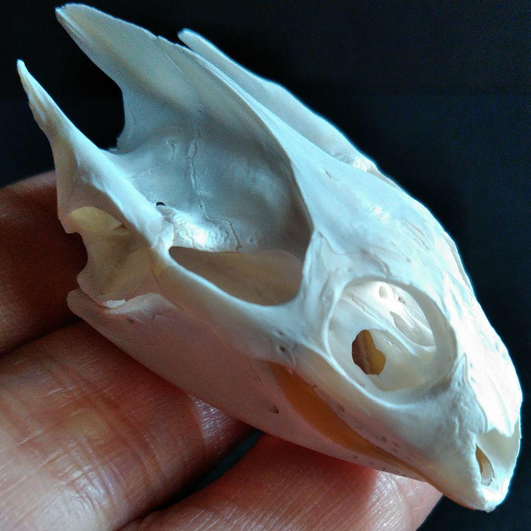 頭骨　骨格　標本　カメ　スッポン　55mm