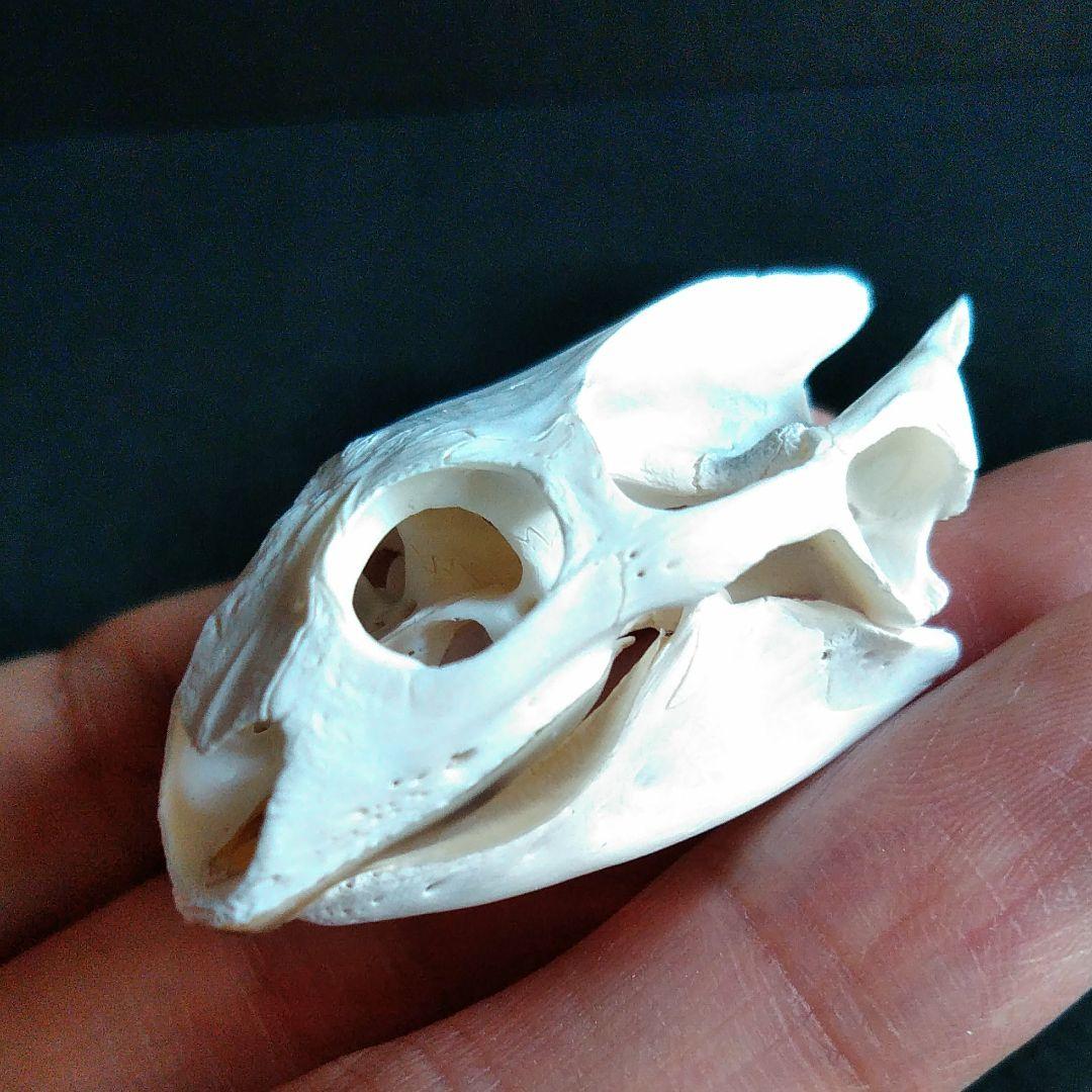 頭骨　骨格　標本　カメ　スッポン　55mm