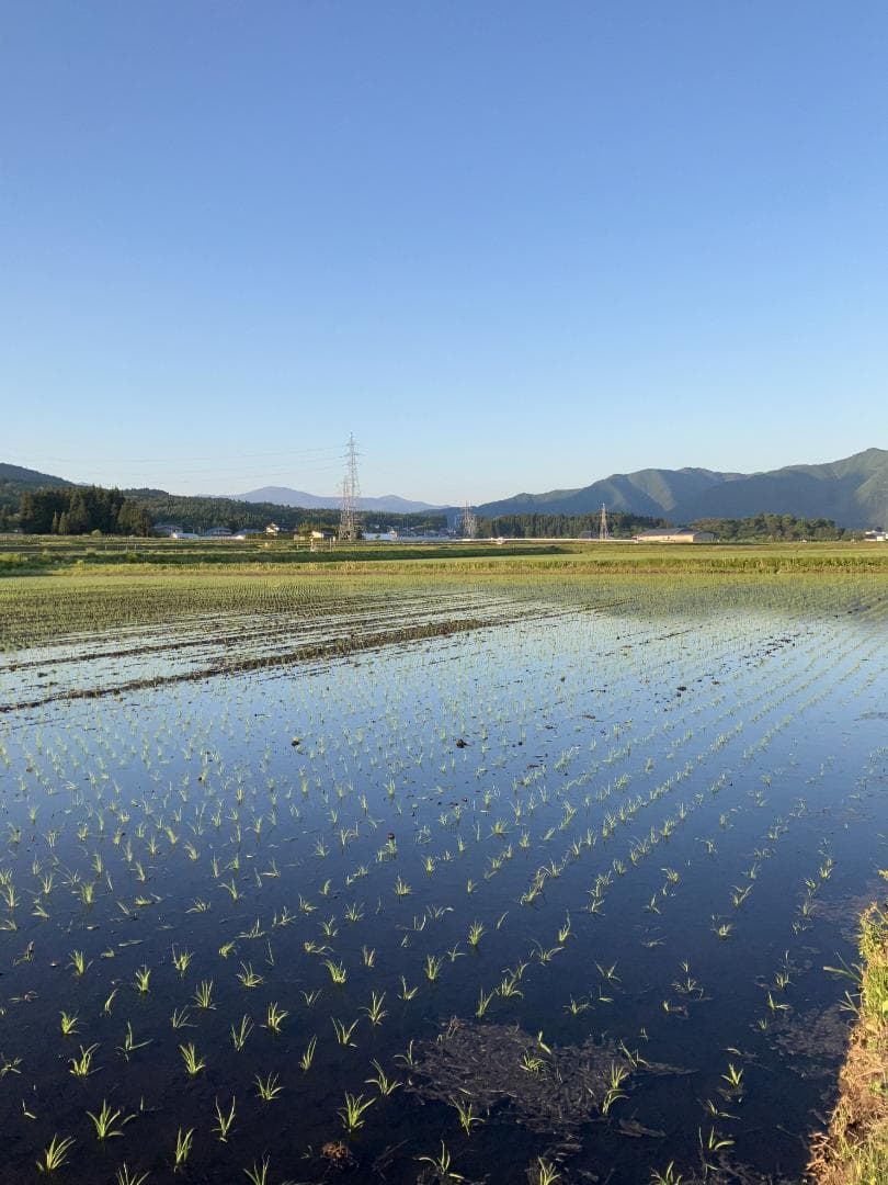 奇蹟の米「ゆうだい21」　玄米30㎏　格安販売　(送料無料)