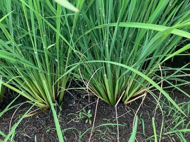 奇蹟の米「ゆうだい21」　玄米30㎏　格安販売　(送料無料)