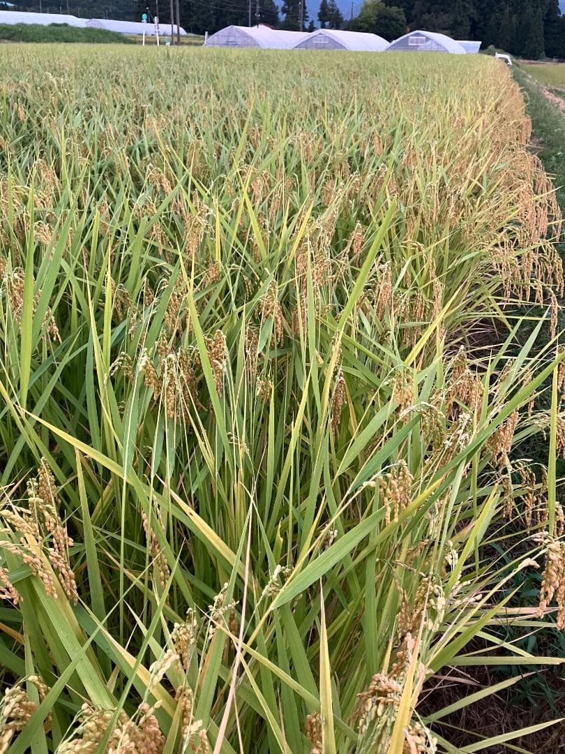 奇蹟の米「ゆうだい21」　玄米30㎏　格安販売　(送料無料)