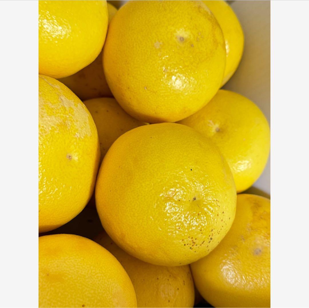 14高知特産 露地栽培 土佐文旦 3L4L文旦 約20kg 大玉 サイズ