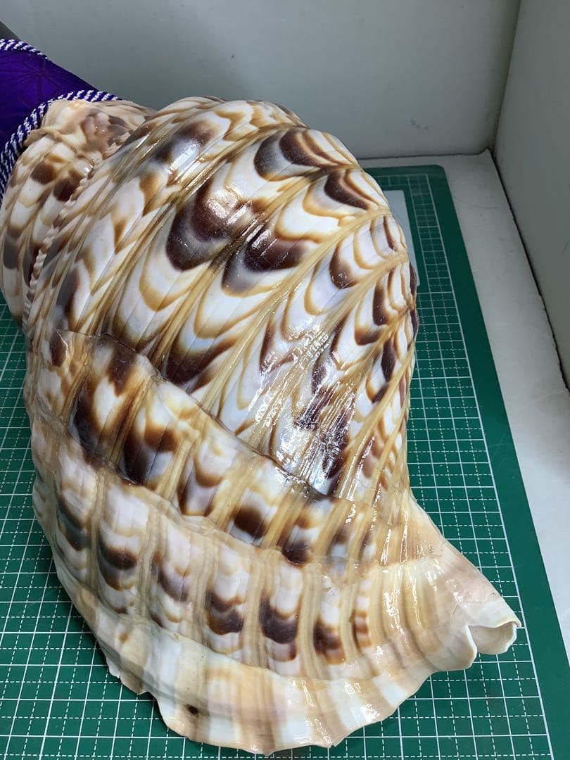 ヤフメリ16・法螺貝・山伏・修験者・戦国武将・縁起物・魔除・安全登山・熊除け笛