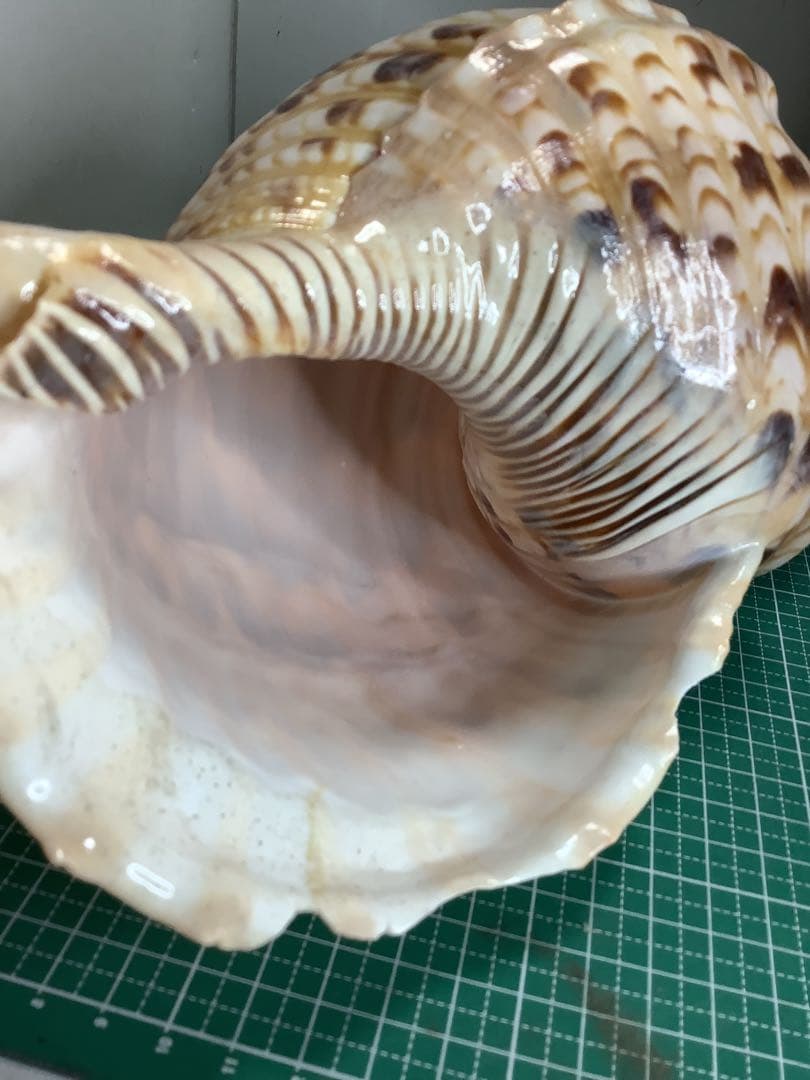 ヤフメリ16・法螺貝・山伏・修験者・戦国武将・縁起物・魔除・安全登山・熊除け笛