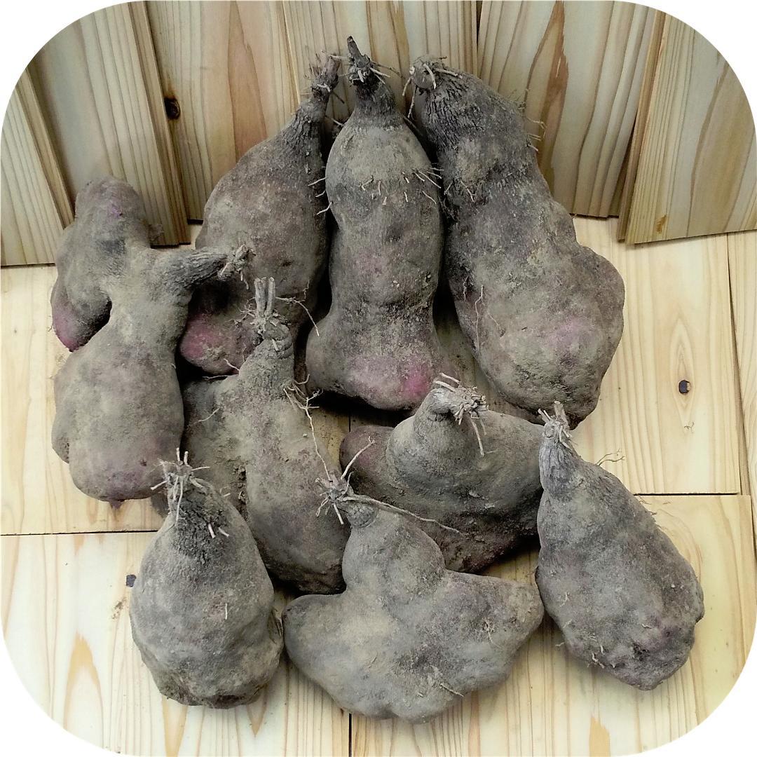紫山芋(土付き)8kg