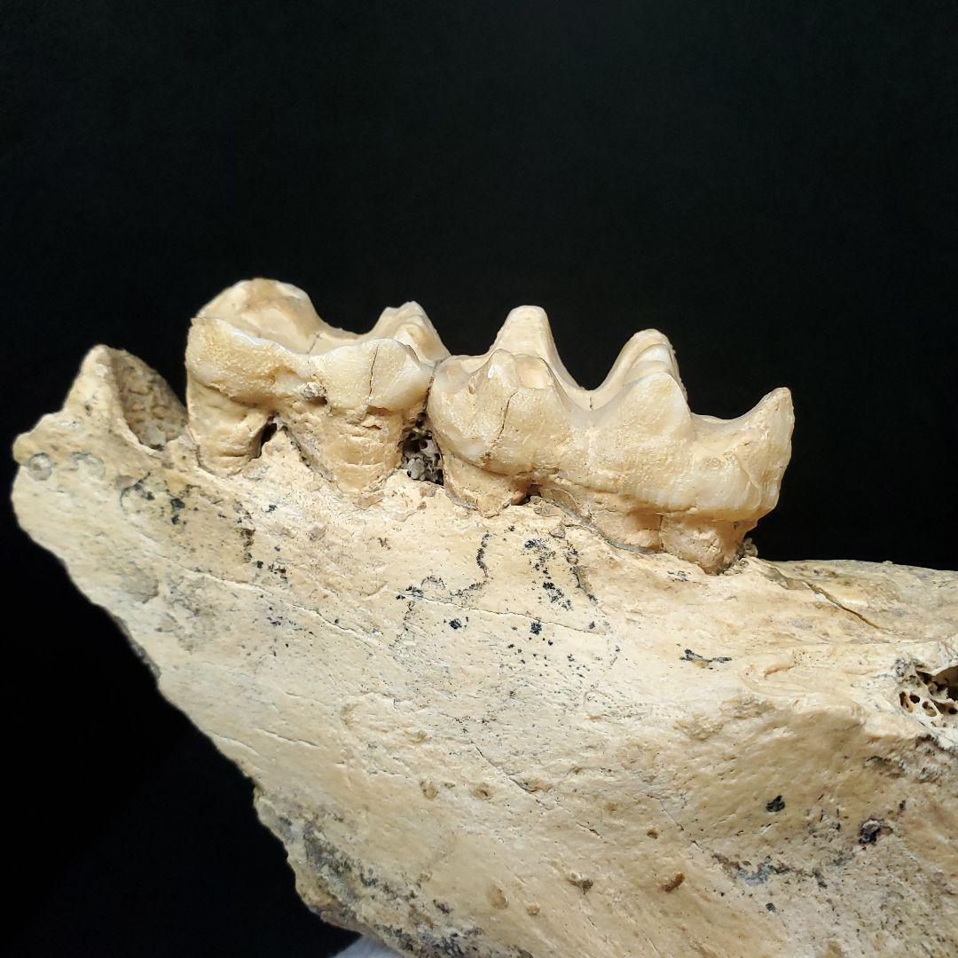 博物館級 キプロスドワーフカバ 化石 顎 本物 キプロス共和国 fr53