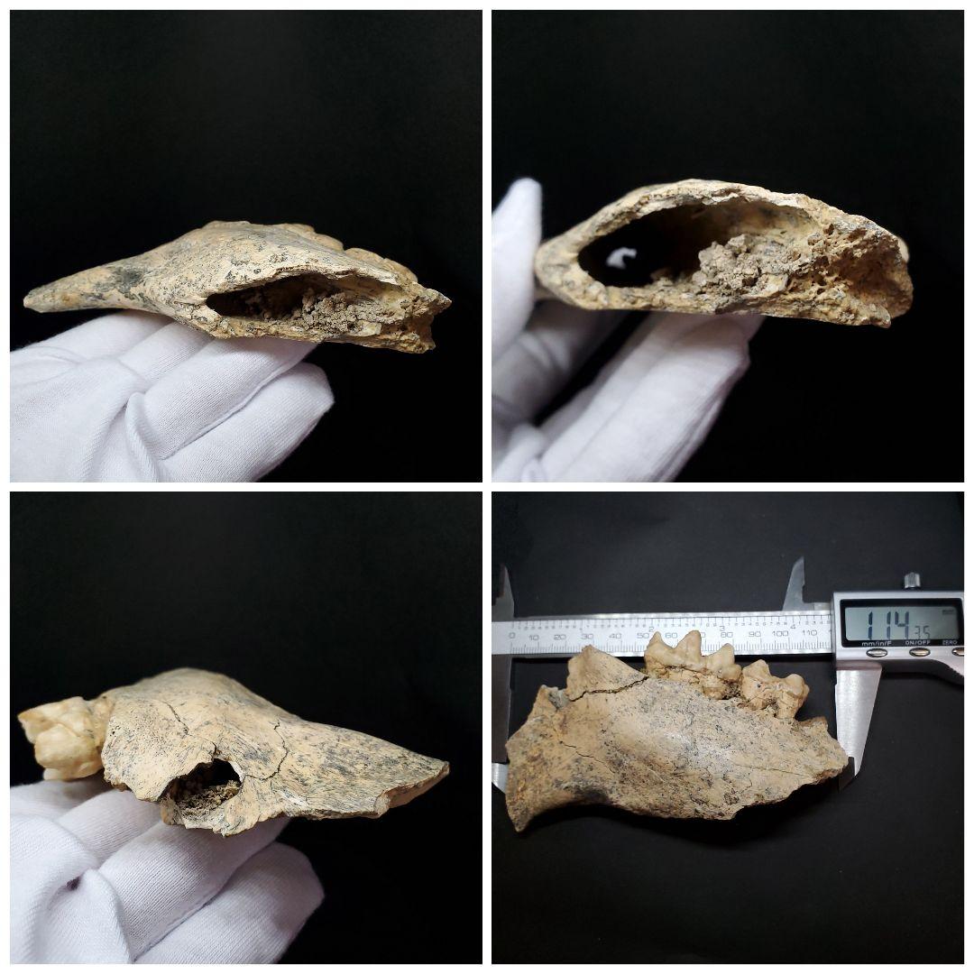 博物館級 キプロスドワーフカバ 化石 顎 本物 キプロス共和国 fr53