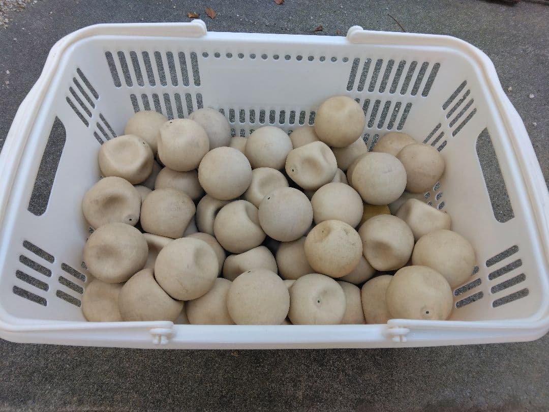 ソフトテニスノーブランドボール86個+12個の新品ボール