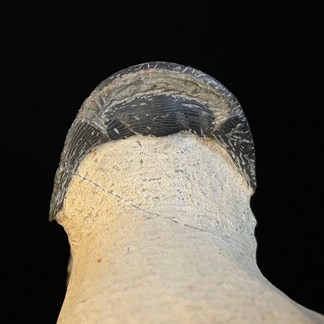 Paralejurus　三葉虫　化石　モロッコ 産