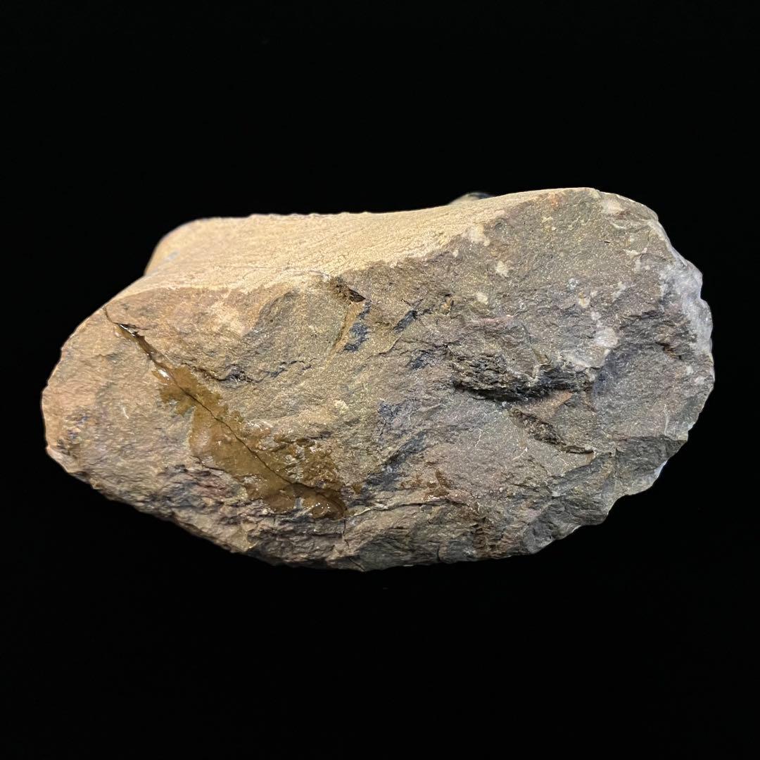 Paralejurus　三葉虫　化石　モロッコ 産