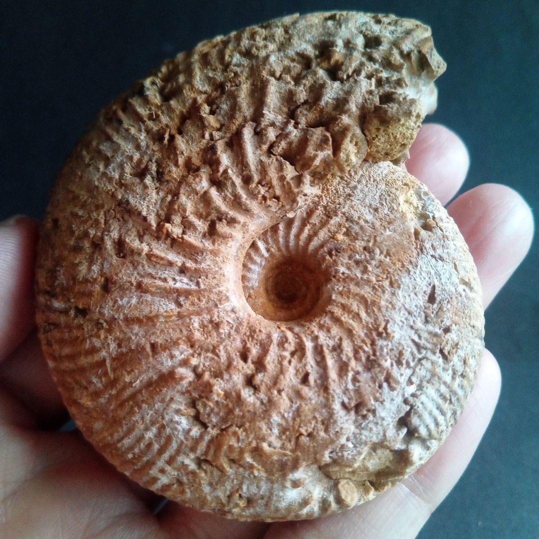 化石　骨格　標本　ジュラ紀　密巻きアンモナイト　希少種