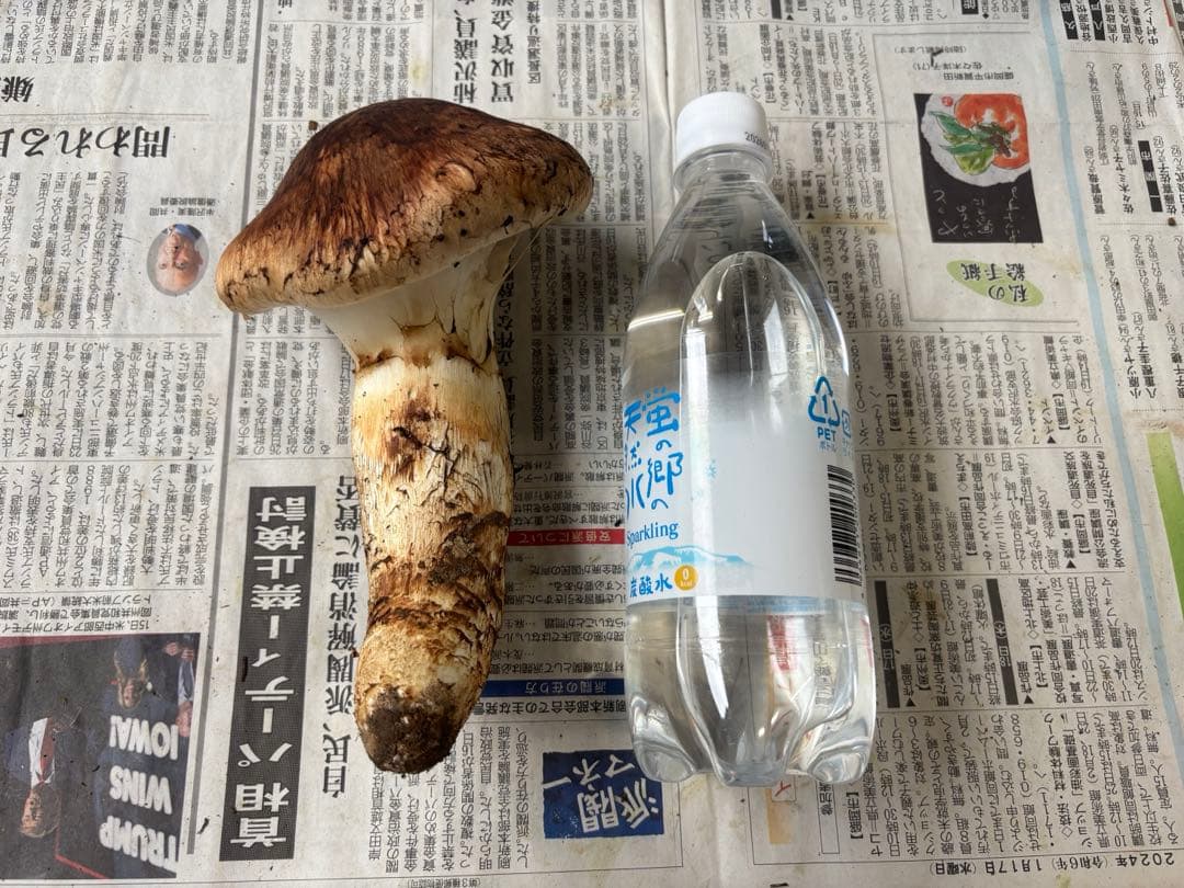 岩手県産　国産　松茸　【本日発送】