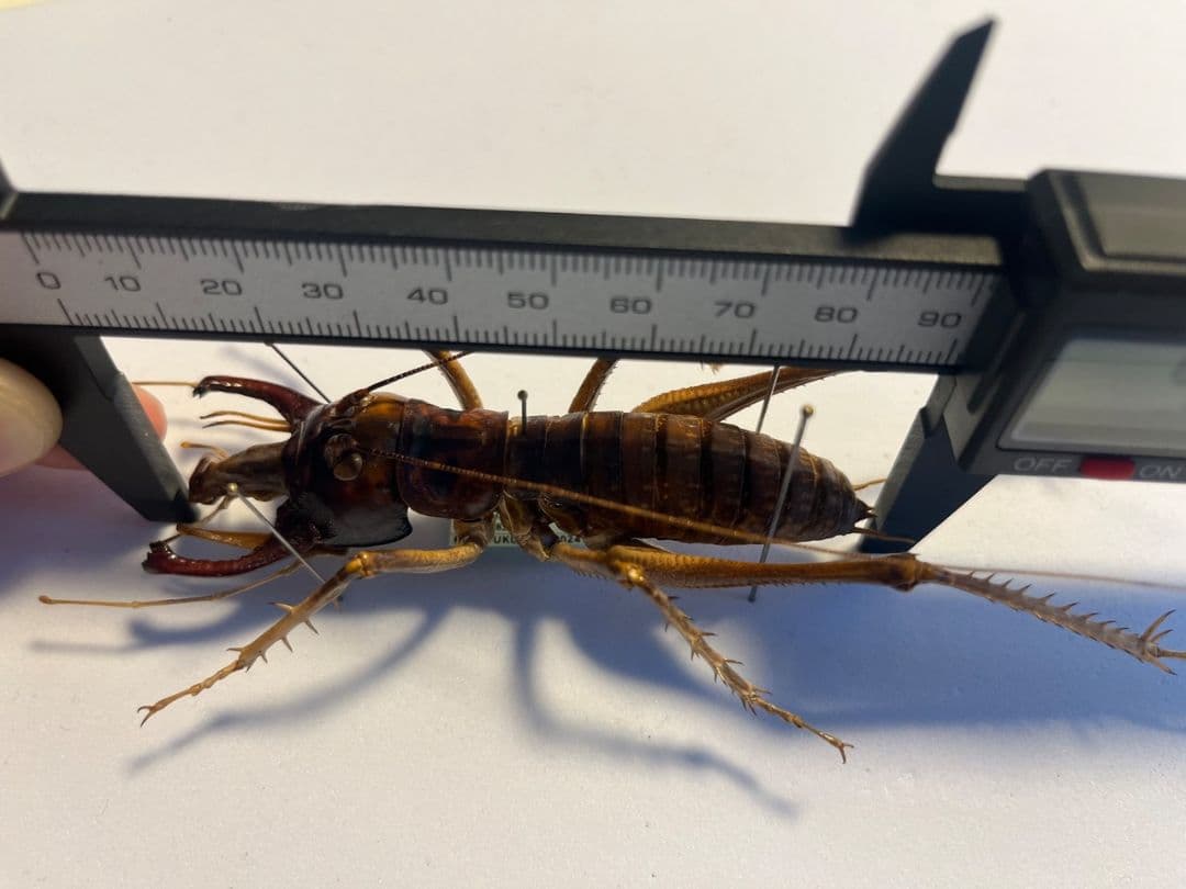 【極美展足】アゴコロギス ダイオウクロギリス オーストラリア 直翅類標本