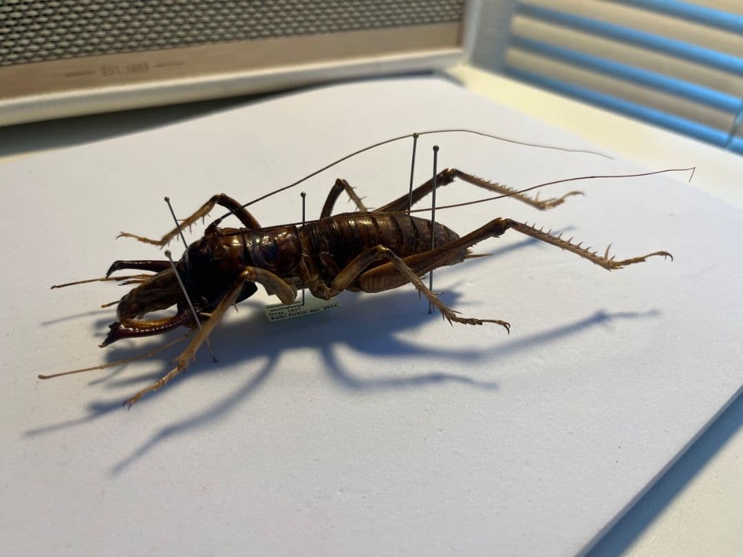 【極美展足】アゴコロギス ダイオウクロギリス オーストラリア 直翅類標本