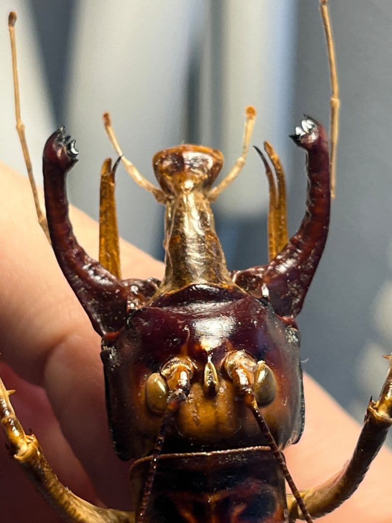 【極美展足】アゴコロギス ダイオウクロギリス オーストラリア 直翅類標本