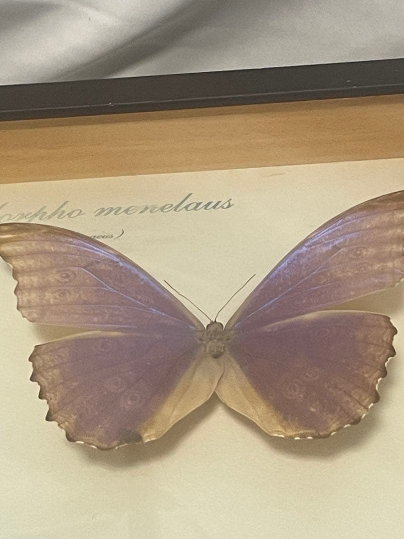 モルフォ蝶　標本　ブラジル　木製ケース入り　壁掛け