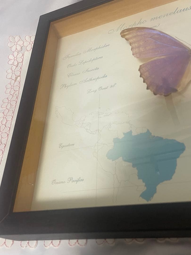 モルフォ蝶　標本　ブラジル　木製ケース入り　壁掛け