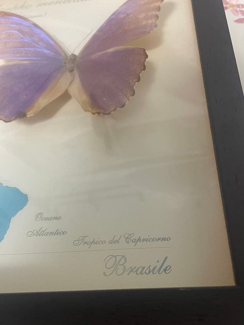 モルフォ蝶　標本　ブラジル　木製ケース入り　壁掛け