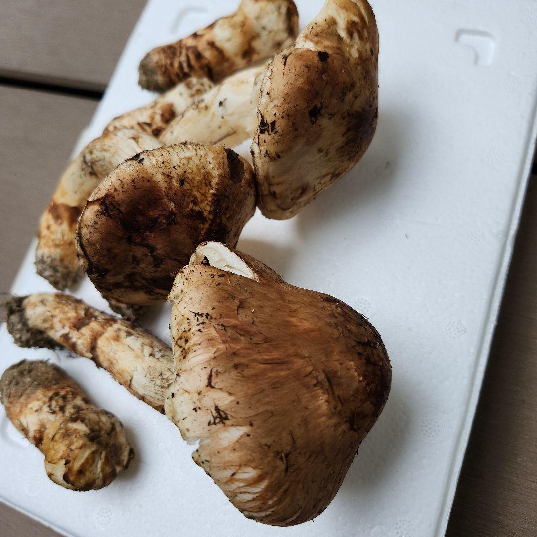 【訳あり】10/26朝採れ　広島県産　松茸250g