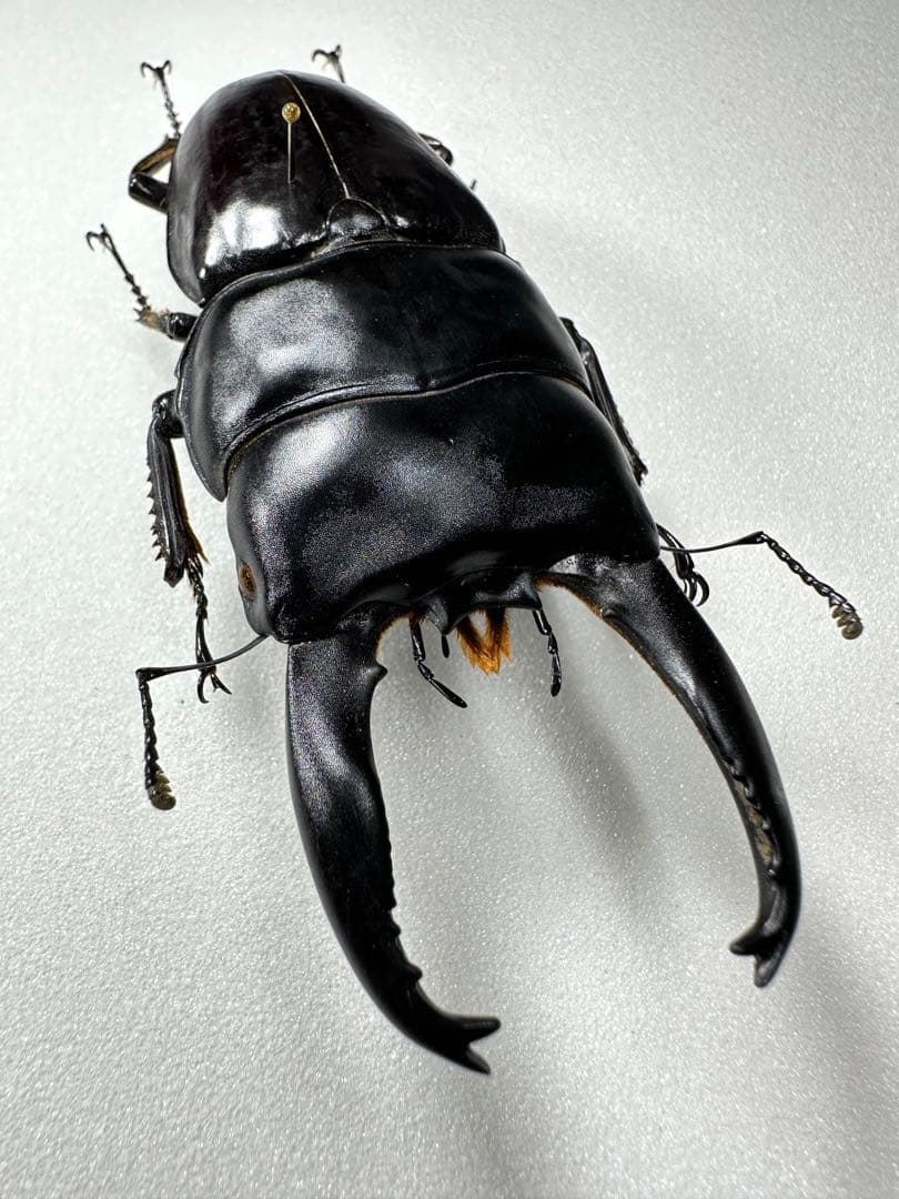 Dorcus alcides 95.5mm アルキデスヒラタクワガタ