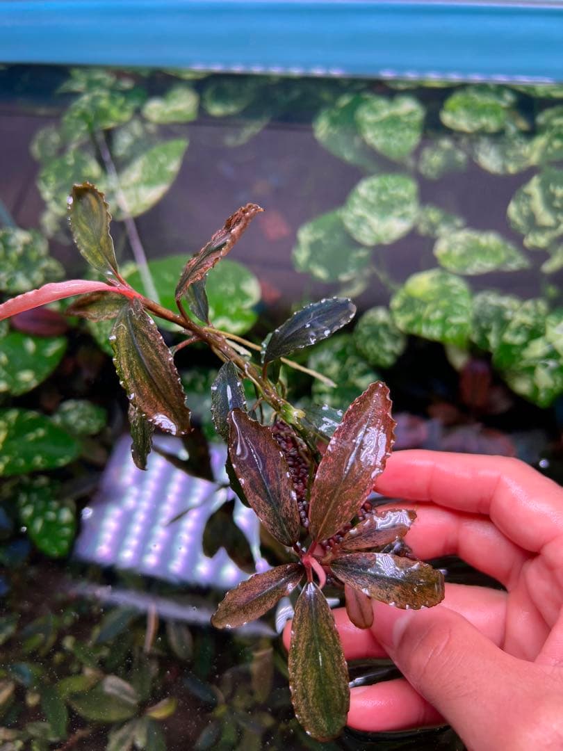 ブセファランドラｓｐ. ピンクバリエガータい斑入り 水中葉 2株 大