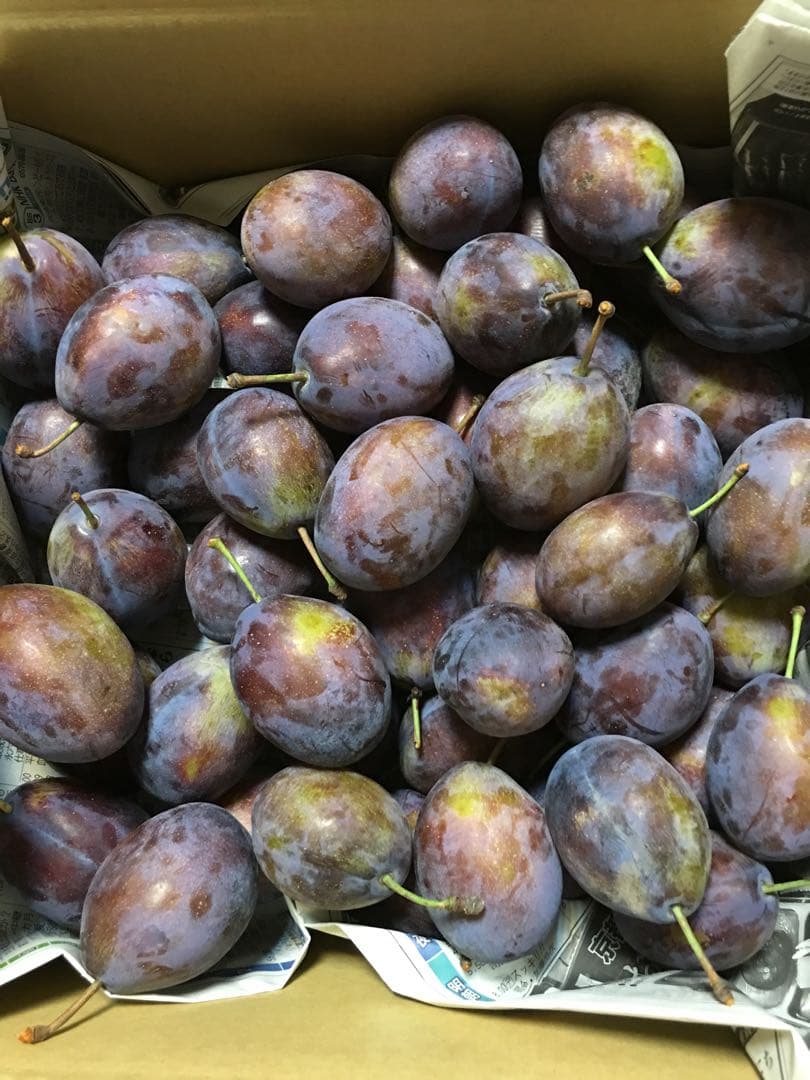 9月7日発送予定◆青森県産◆ベイラープルーン◆3kg✖️3箱