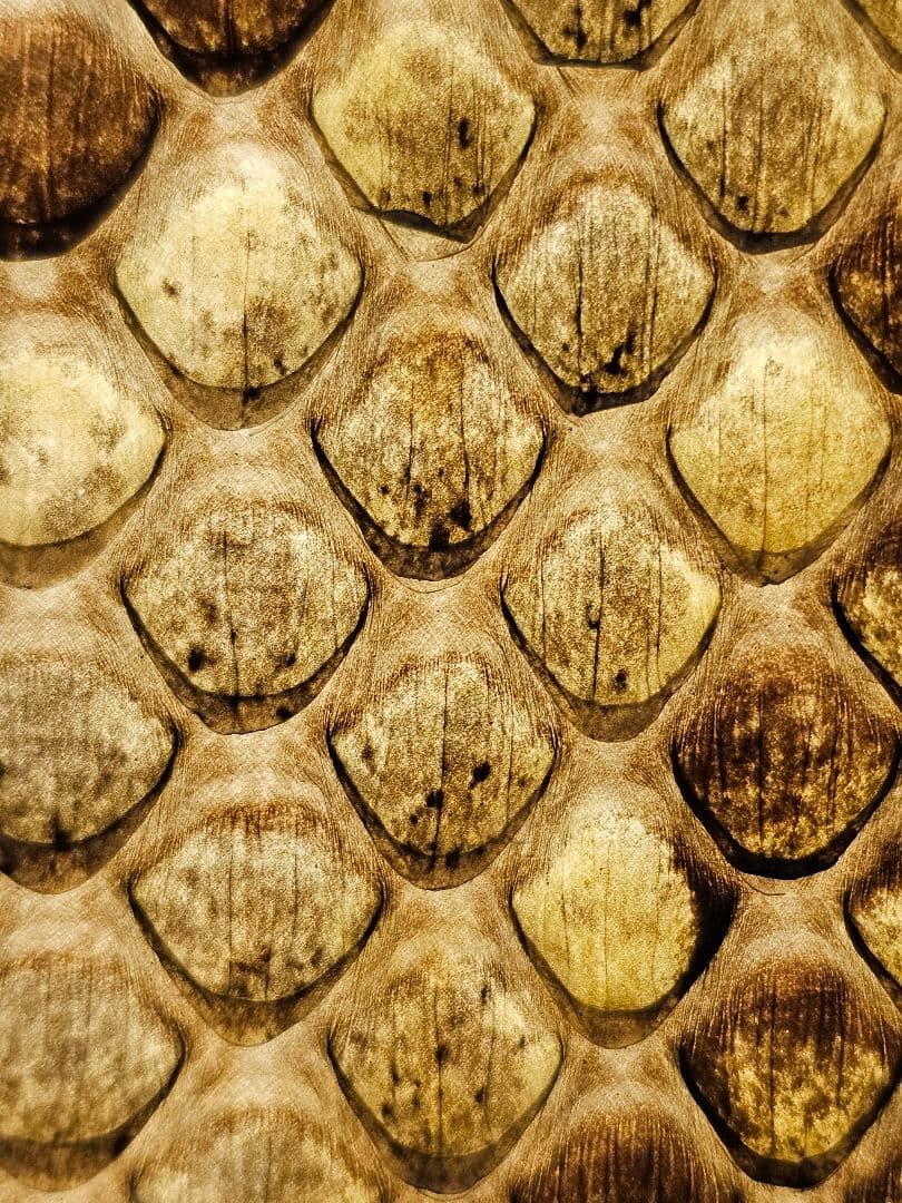 沖縄 三線　蛇皮 ソフトケース、ツメ付き 強化