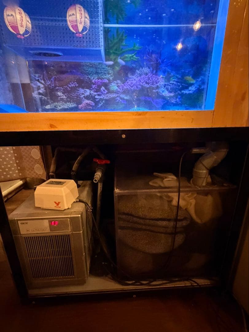 大きなオーバーフロー水槽 青色LED照明付き