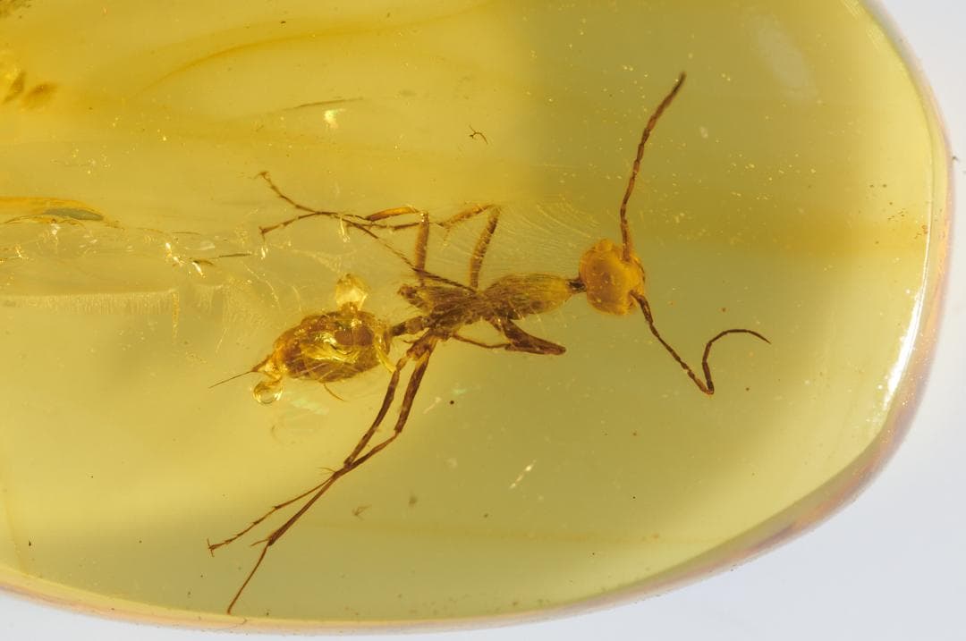 レア極上品 PA0007虫入り琥珀化石　ミャンマーカムティかタナイ9900万年前