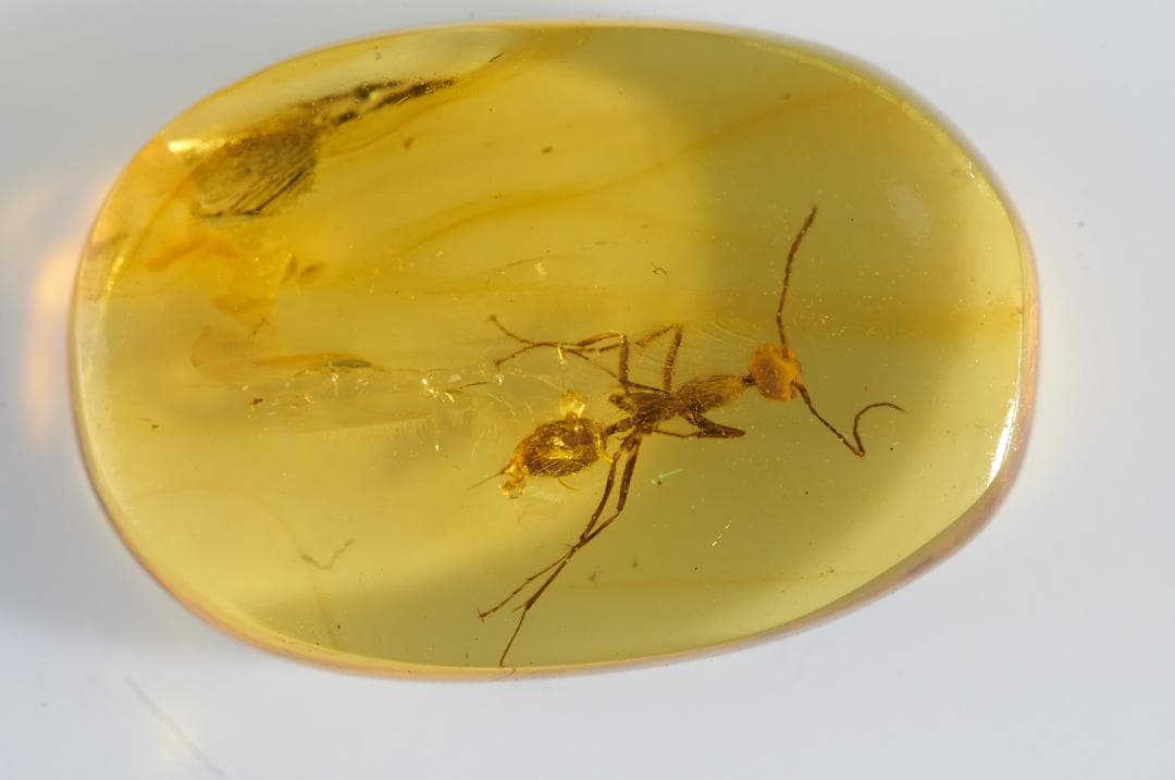 レア極上品 PA0007虫入り琥珀化石　ミャンマーカムティかタナイ9900万年前