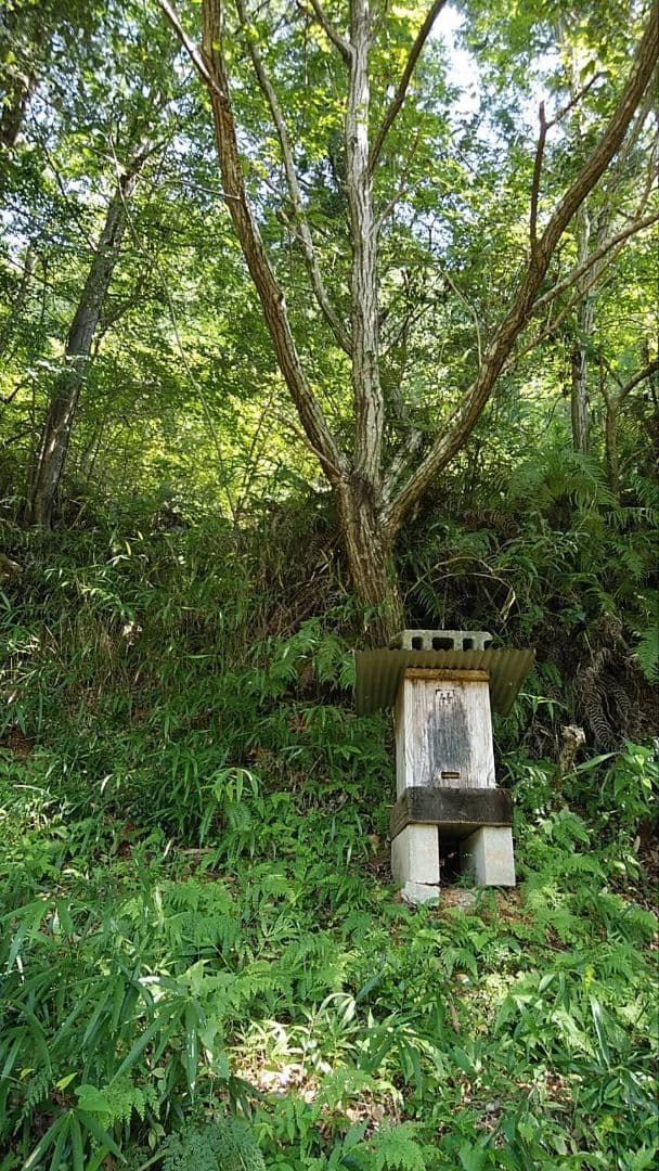 日本ミツバチ 蜂蜜 令和7年度 採れたて 1200g×2 たれ蜜 非加熱　百花蜜